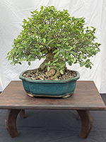 Ficus Burtt Davy